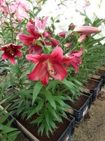 [4176 Borrello VH No01.JPG]